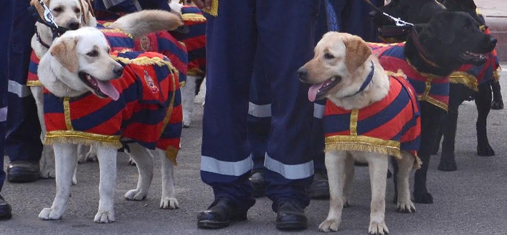 CISF organized retirement party for dog squad, 7 dogs retired