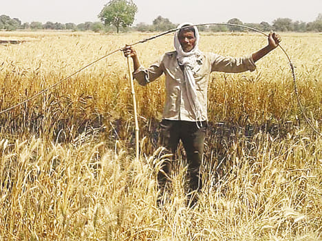 crop destroyed due to fire
