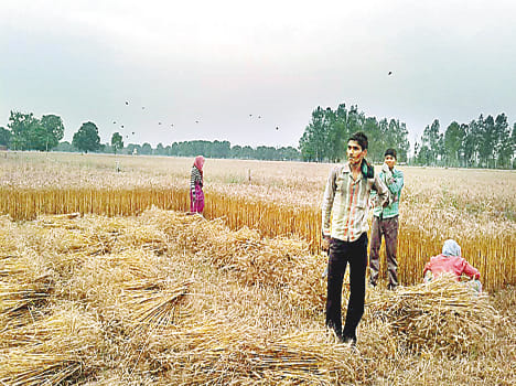 This does not in wheat, provider concerned