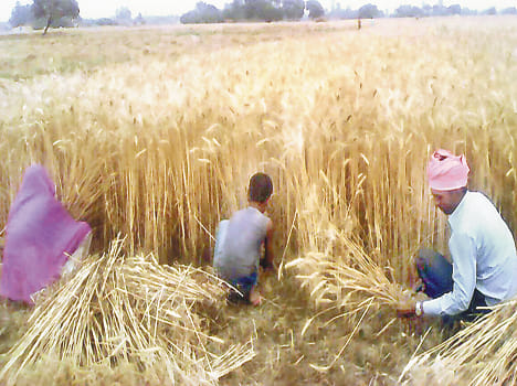 Desperate farmers reduced wheat yields