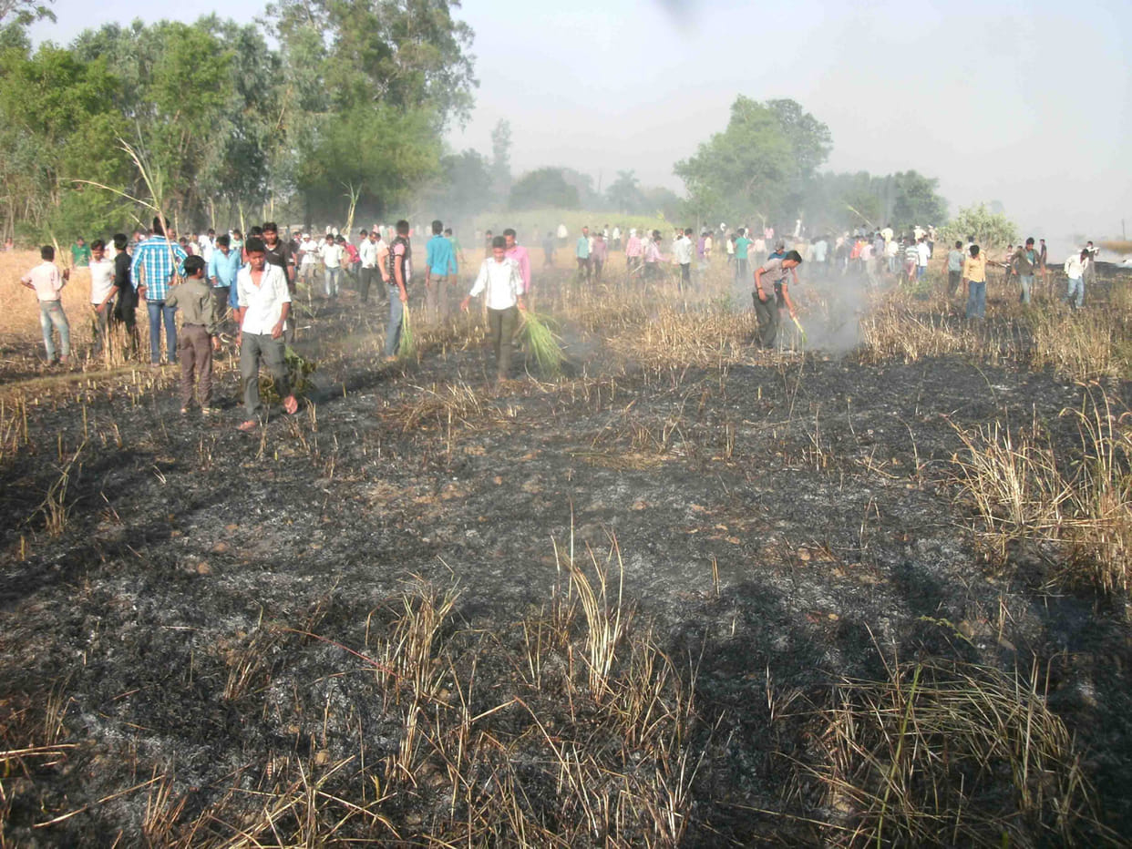 wheat crop turn to ashes 