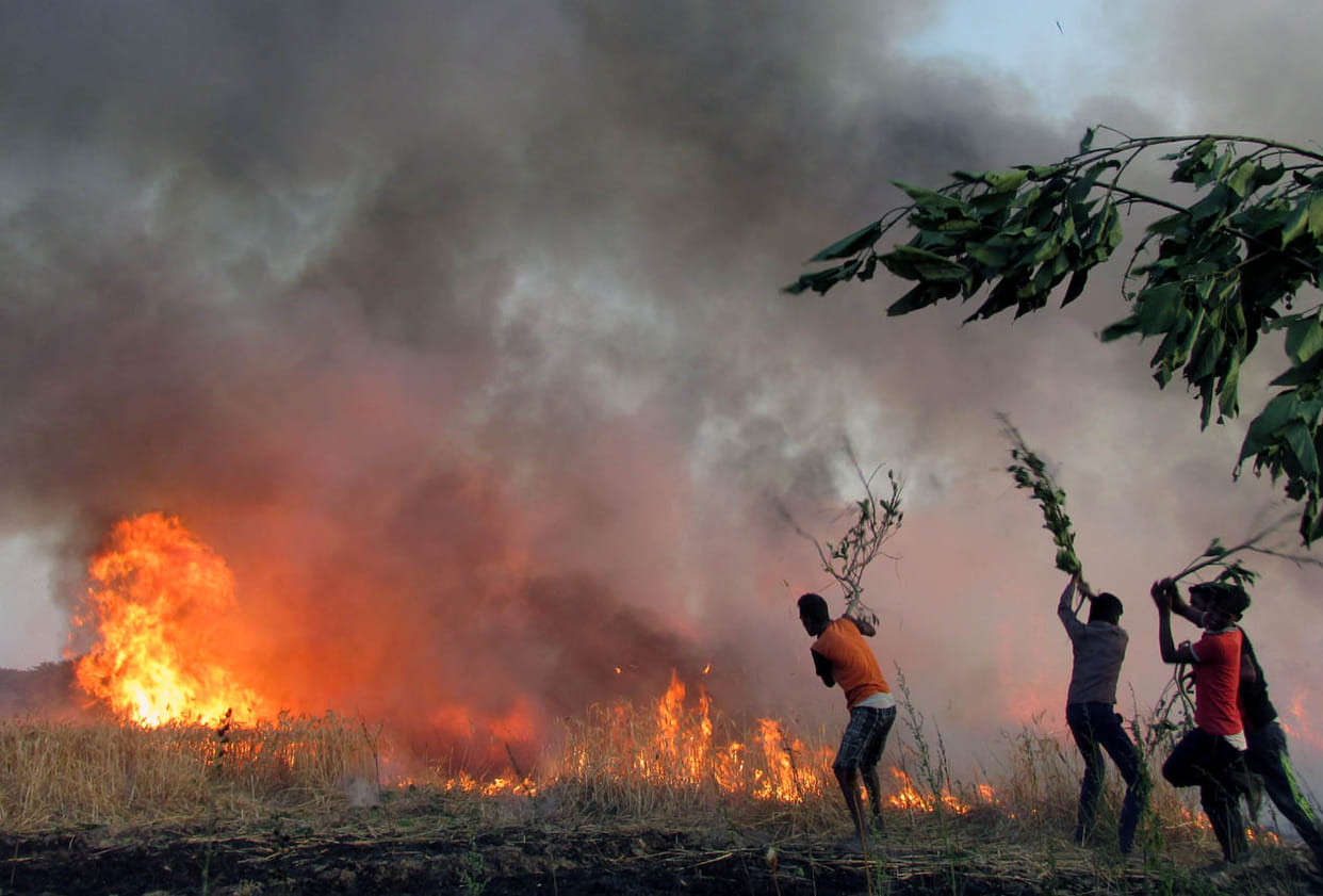 Two thousand acres of crops destroyed