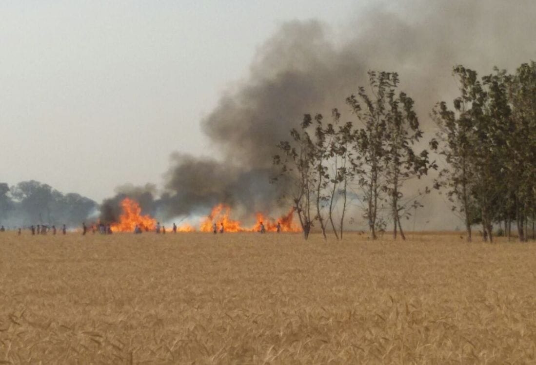 The fire burned the wheat crop
