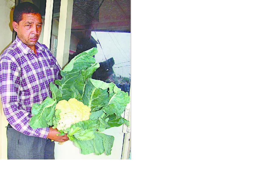 Agricultural: Farmers increase income by cultivating early cabbage