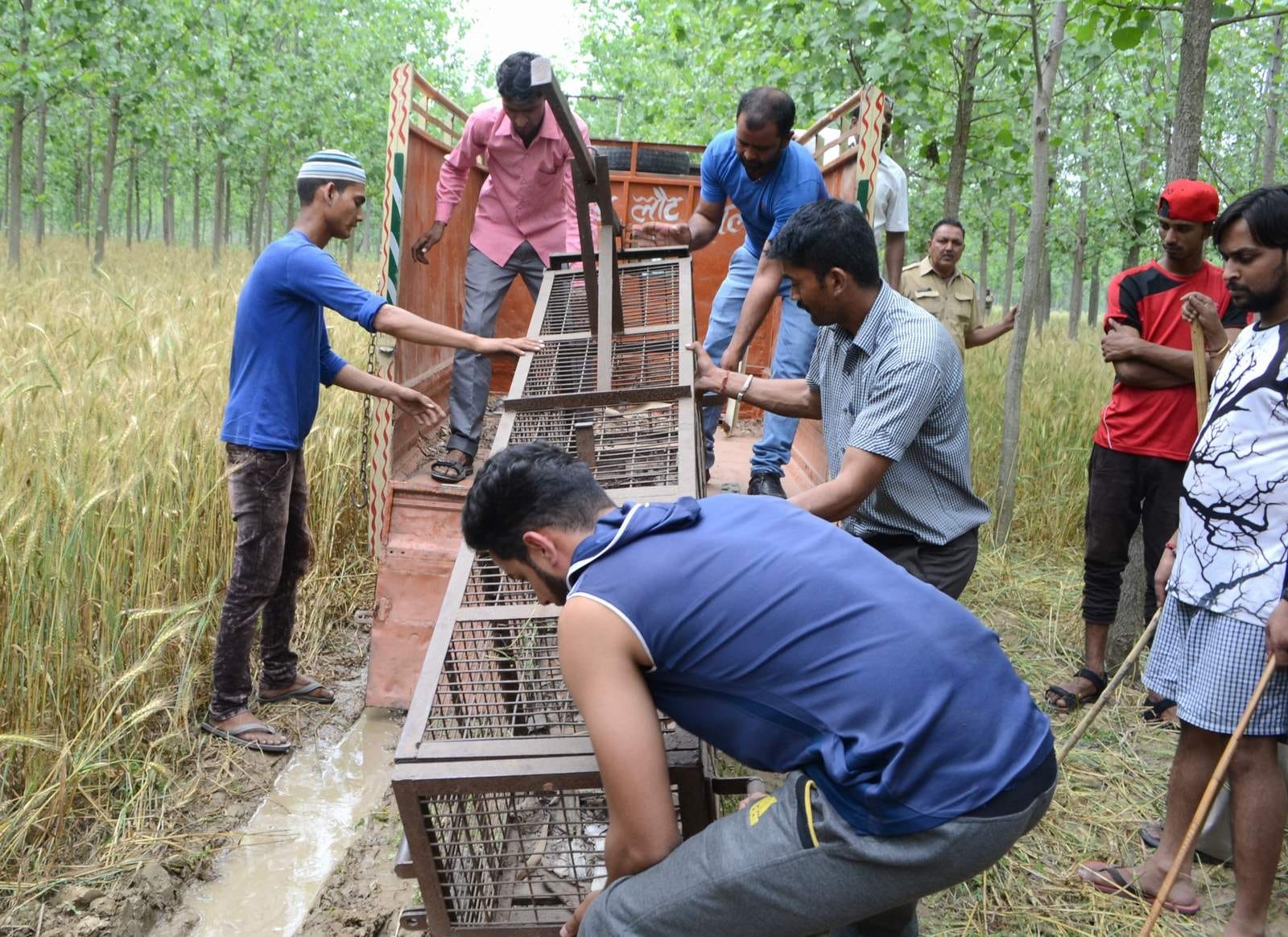 leopard terror in roorkee