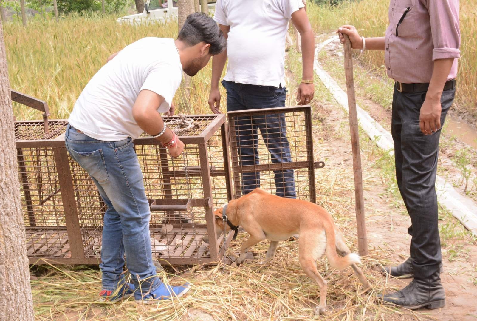 leopard terror in roorkee