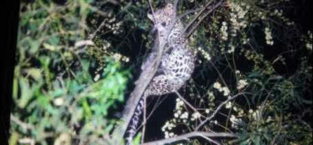 leopard was in villege karnau