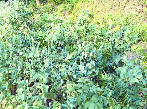 popy gusk plant recovered.