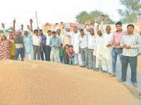 wheat, panipat, haryana