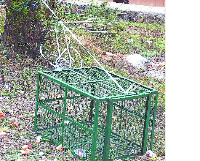  planted cage to catch monkeys