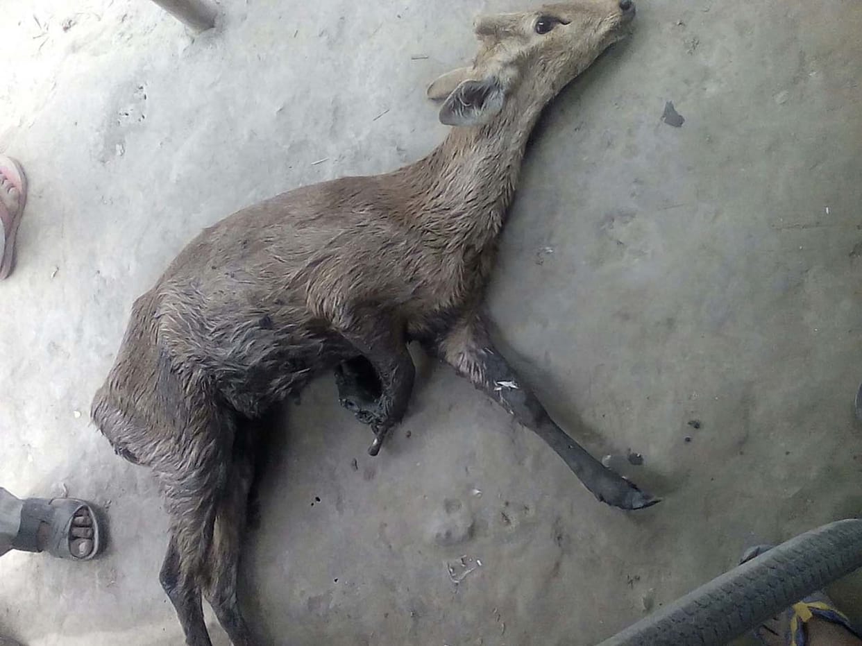    Deer hunters trapped injured