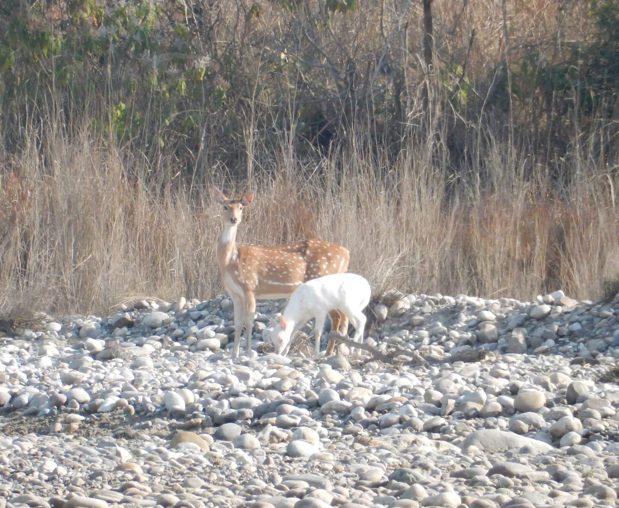 Provide water for deer management