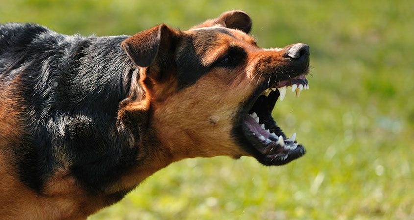 dogs attack and bite 1500 people in month at Chandauli