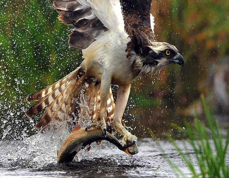 Eagle caught in the engine of the century , a half-hour route disrupted