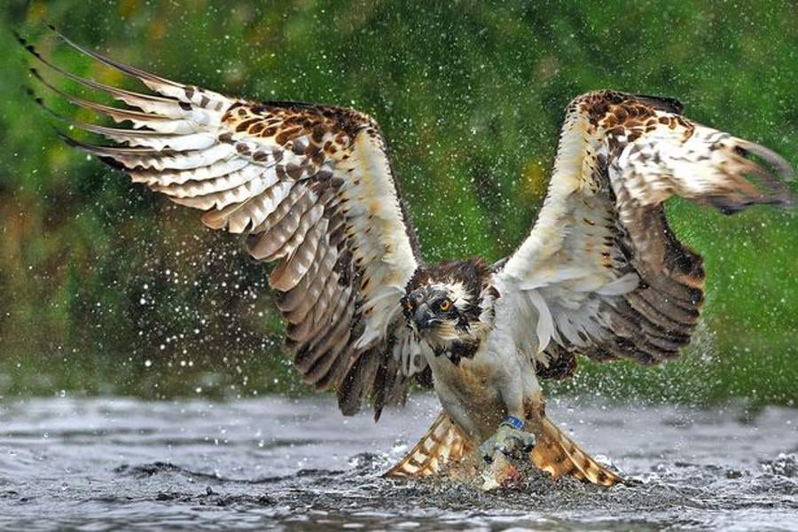 eagle makes fish as its prey