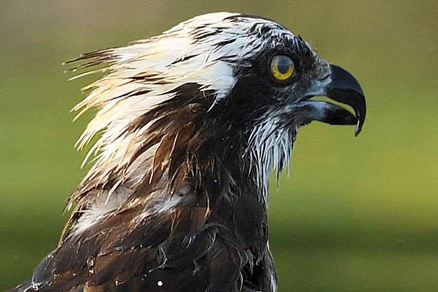 eagle makes fish as its prey
