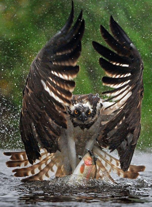 eagle makes fish as its prey