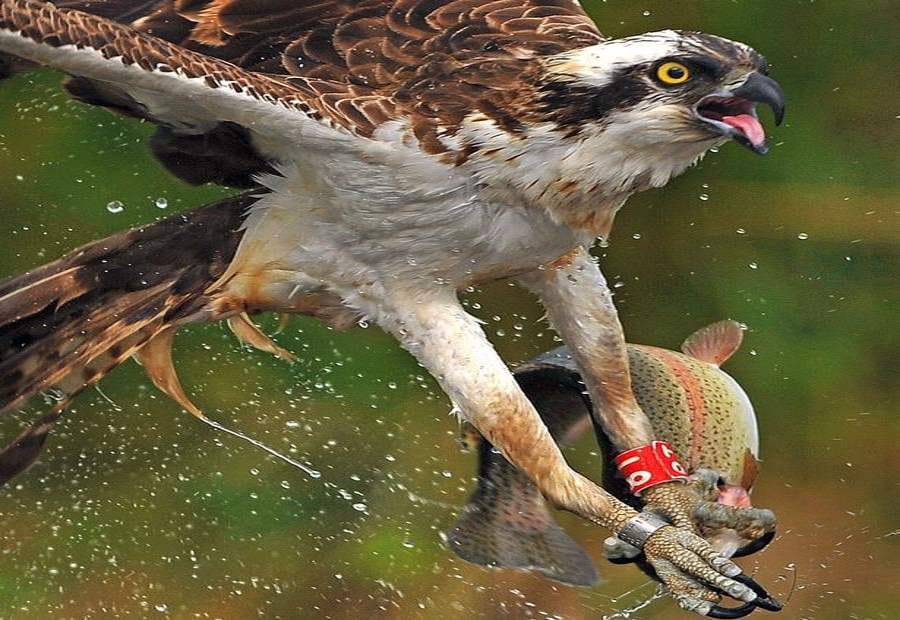 eagle makes fish as its prey