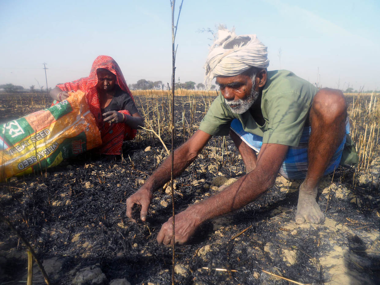farmer looking Ashes 