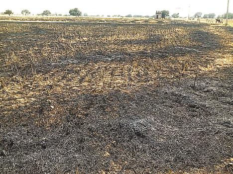 crop caught fire from ht line