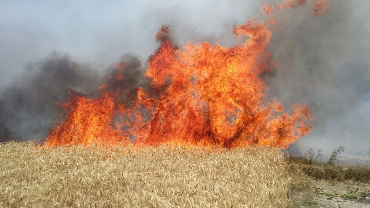 1500  acres wheat crop burned