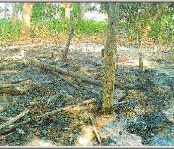 The flames burned alive innocent
