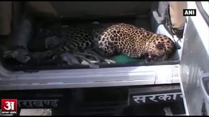 Leopard attacks farmer in Roorkee