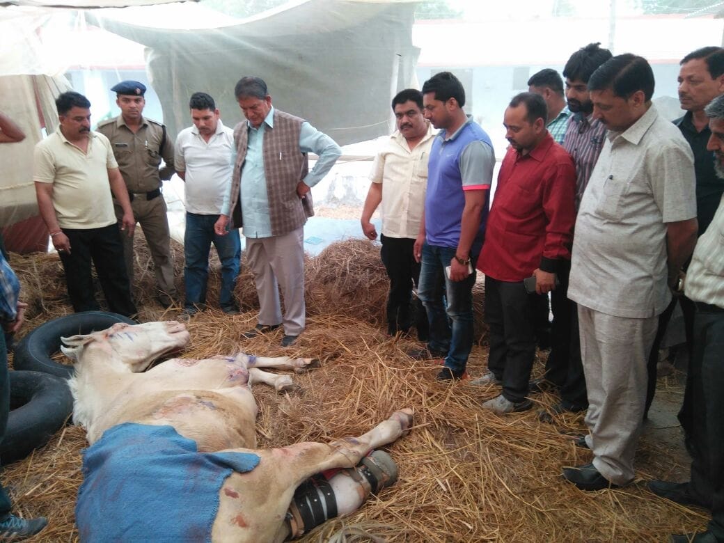 police horse shaktiman recover from injury