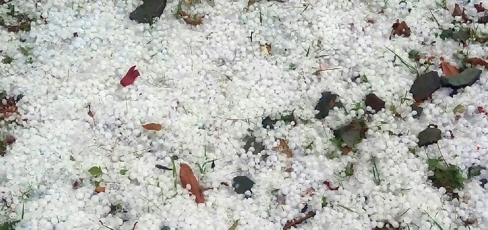 rain in ambala, farmer said, wheat farm destroyed