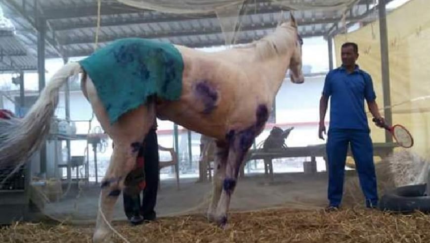 police horse shaktiman recover from injury