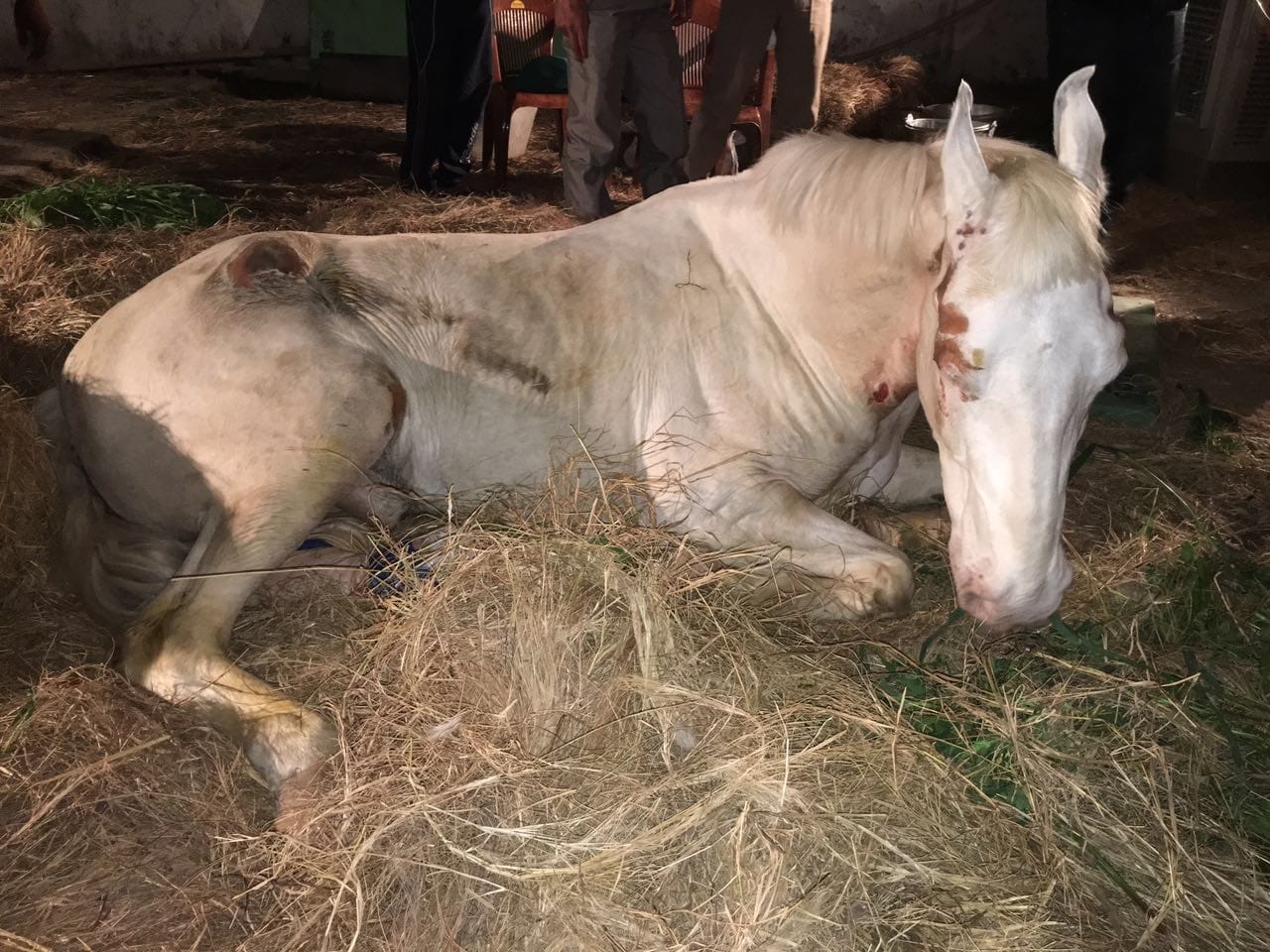 police horse shaktiman recover from injury