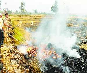 Fire from Short Circuit, 12 bigha crop ash
