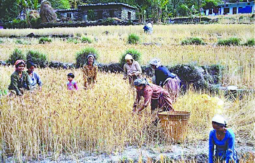 With no rains, crops wither