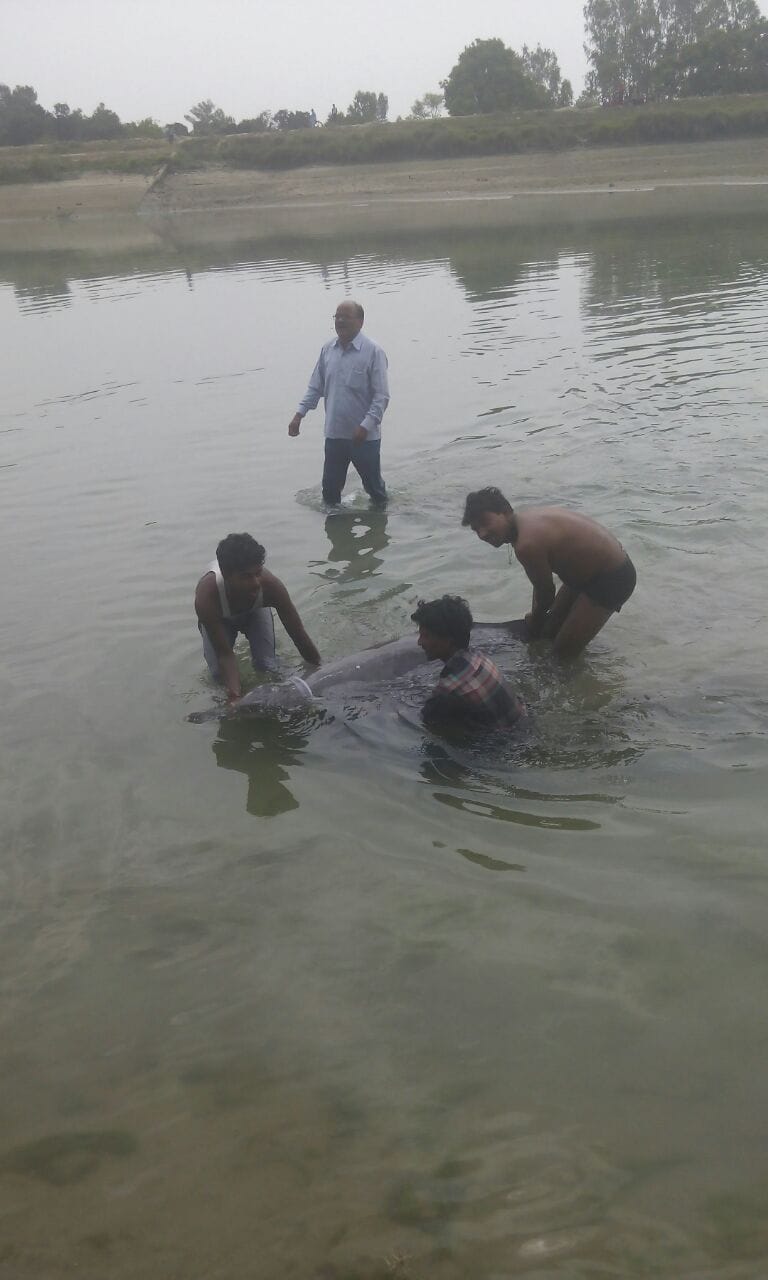 dolphin found in sharda lake barabanki