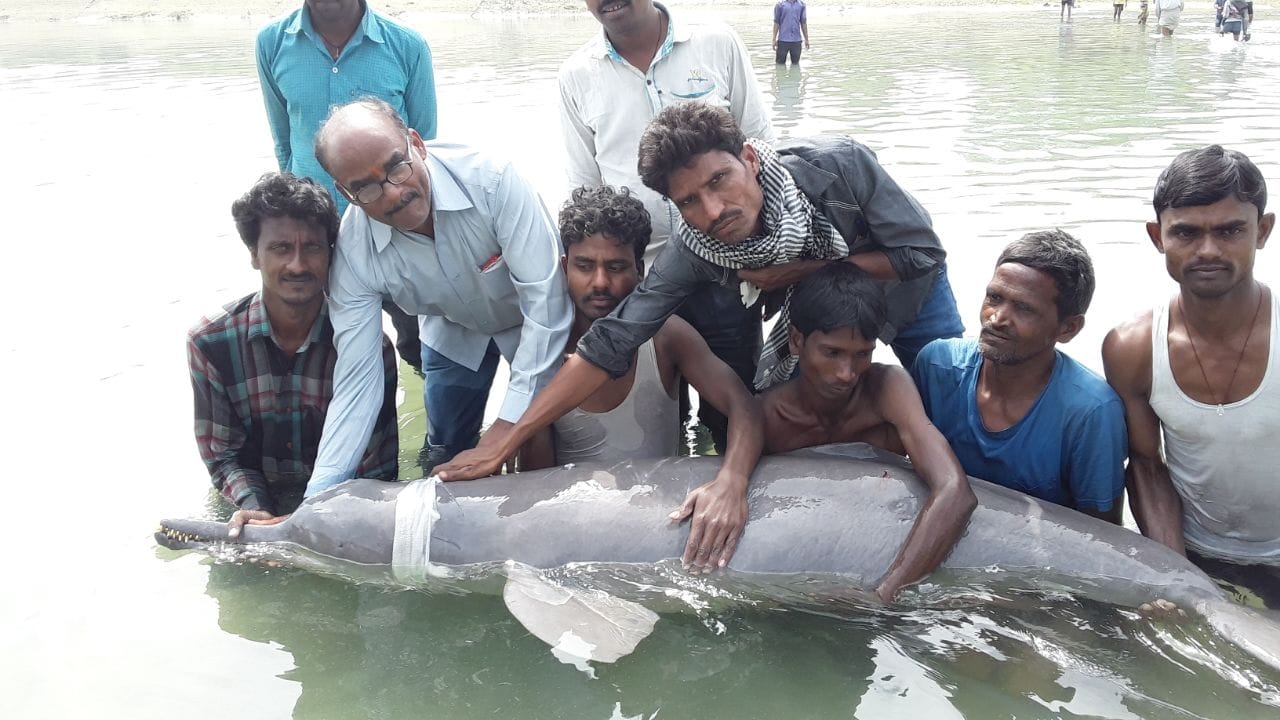 dolphin found in sharda lake barabanki