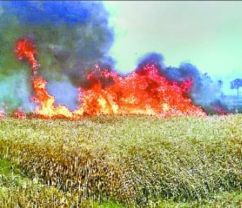 Fourteen hundred acres of wheat burned