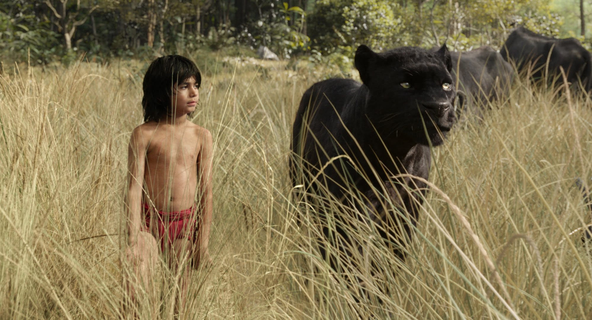 neel saithi, neet saithi profile, neel saithi background, jungle book, shahrukh khan, fan, dabwali