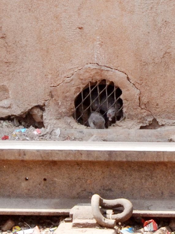 mice at mathura junction