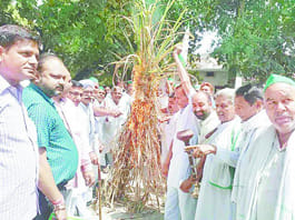 Holy Day of sugarcane lit Tehsil BKU