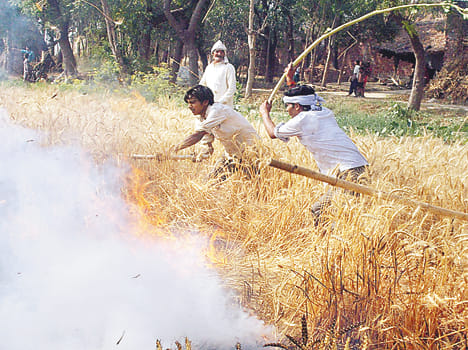 Application to burn crop compensation