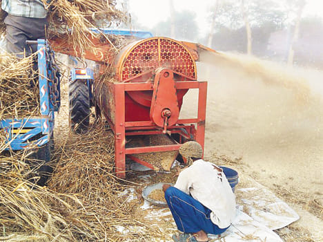 Hurry to sell wheat for daughter's wedding