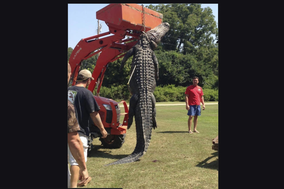 US alligator hunters break record for biggest beast ever caught