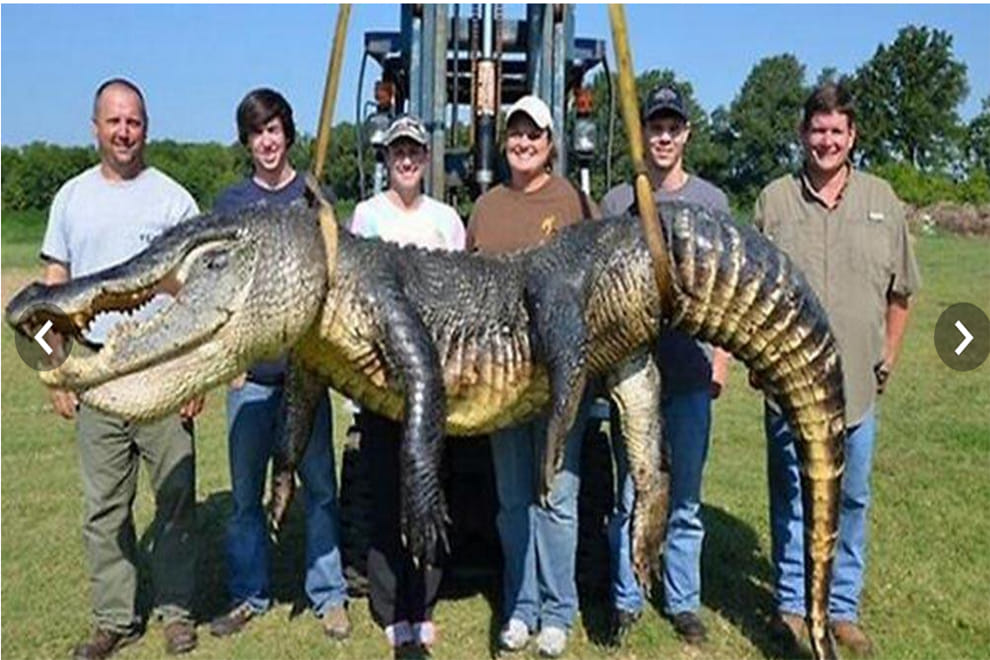 US alligator hunters break record for biggest beast ever caught
