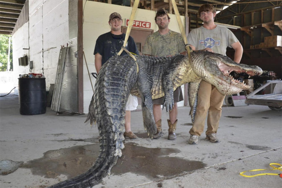 US alligator hunters break record for biggest beast ever caught