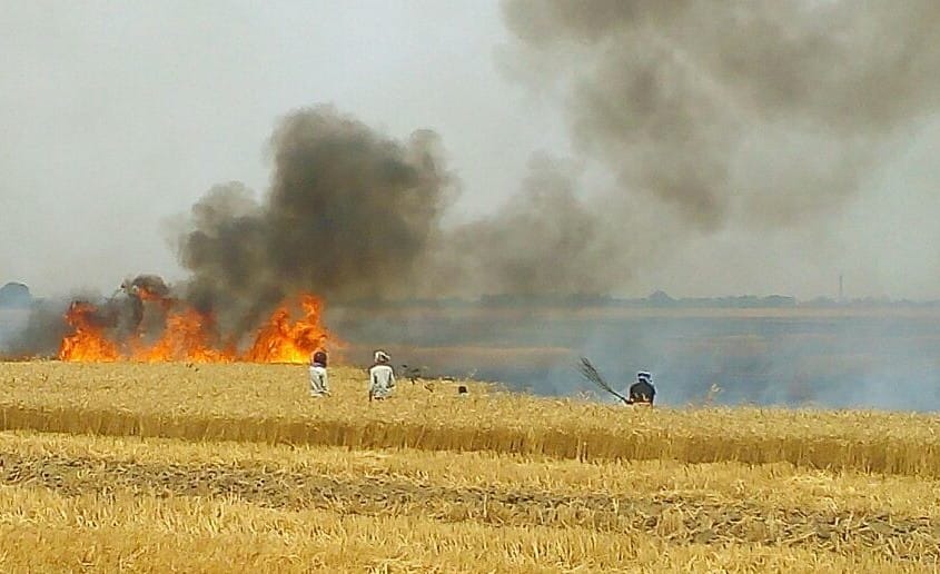 500-acre wheat crop gutted
