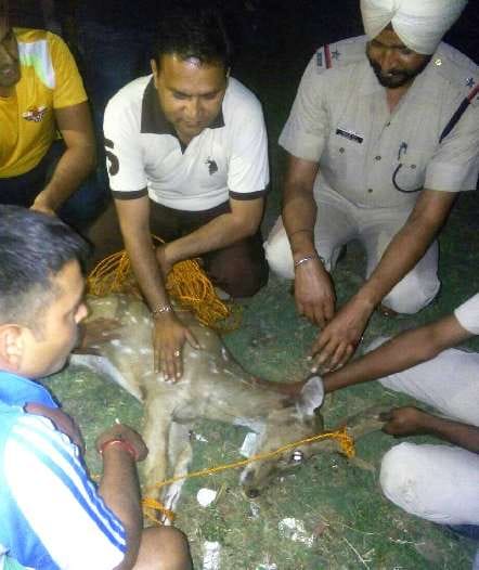Chital, found, kalka railway station, injured, forest department