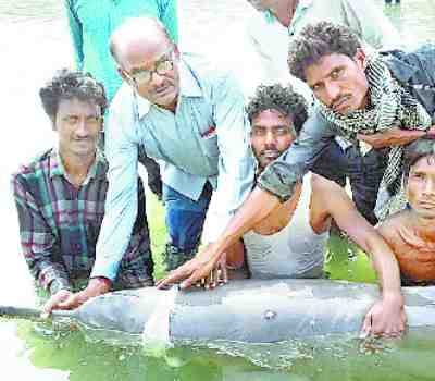 Indira canal found in two wounded dolphin
