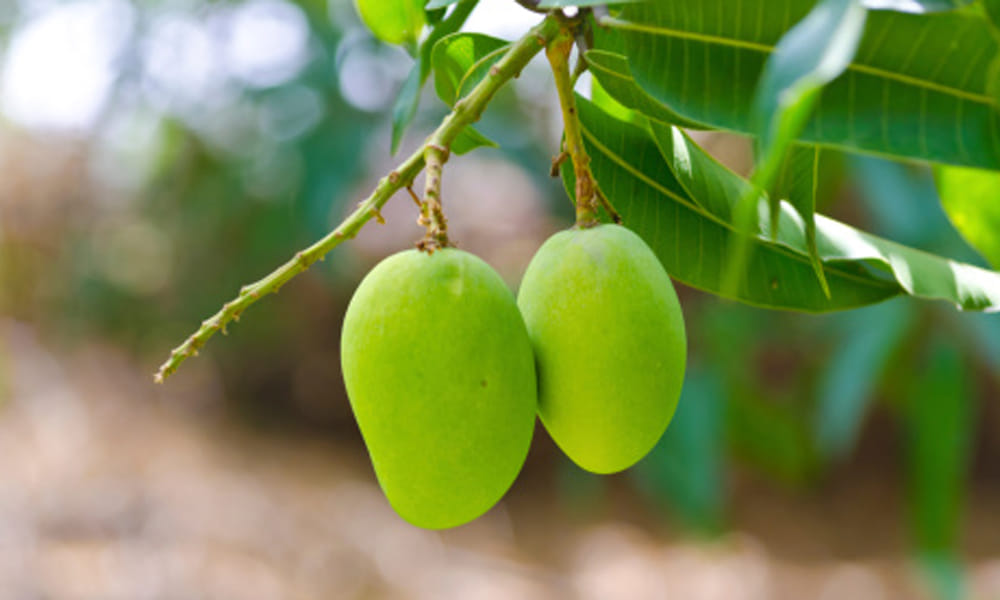 benefits of aam panna in summer