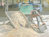 Due to excessive moisture has not bought wheat
