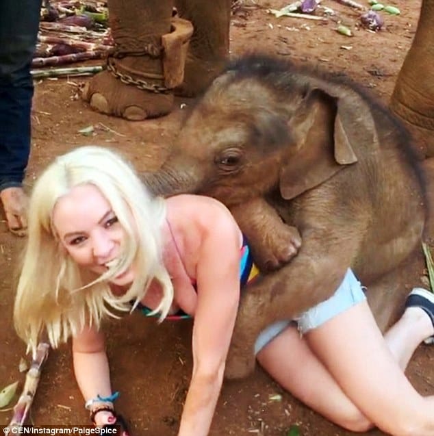 little elephant from thailand loves to hug people
